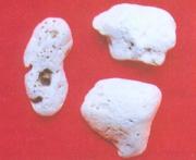 Costazia aculeata